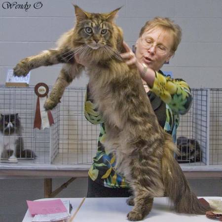 large-maine-coon-cat-1s.jpg